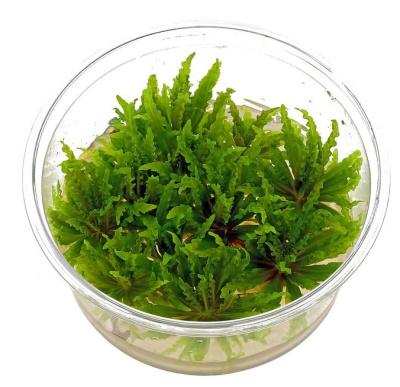 Погостемон Хелфера (меристемное растение)